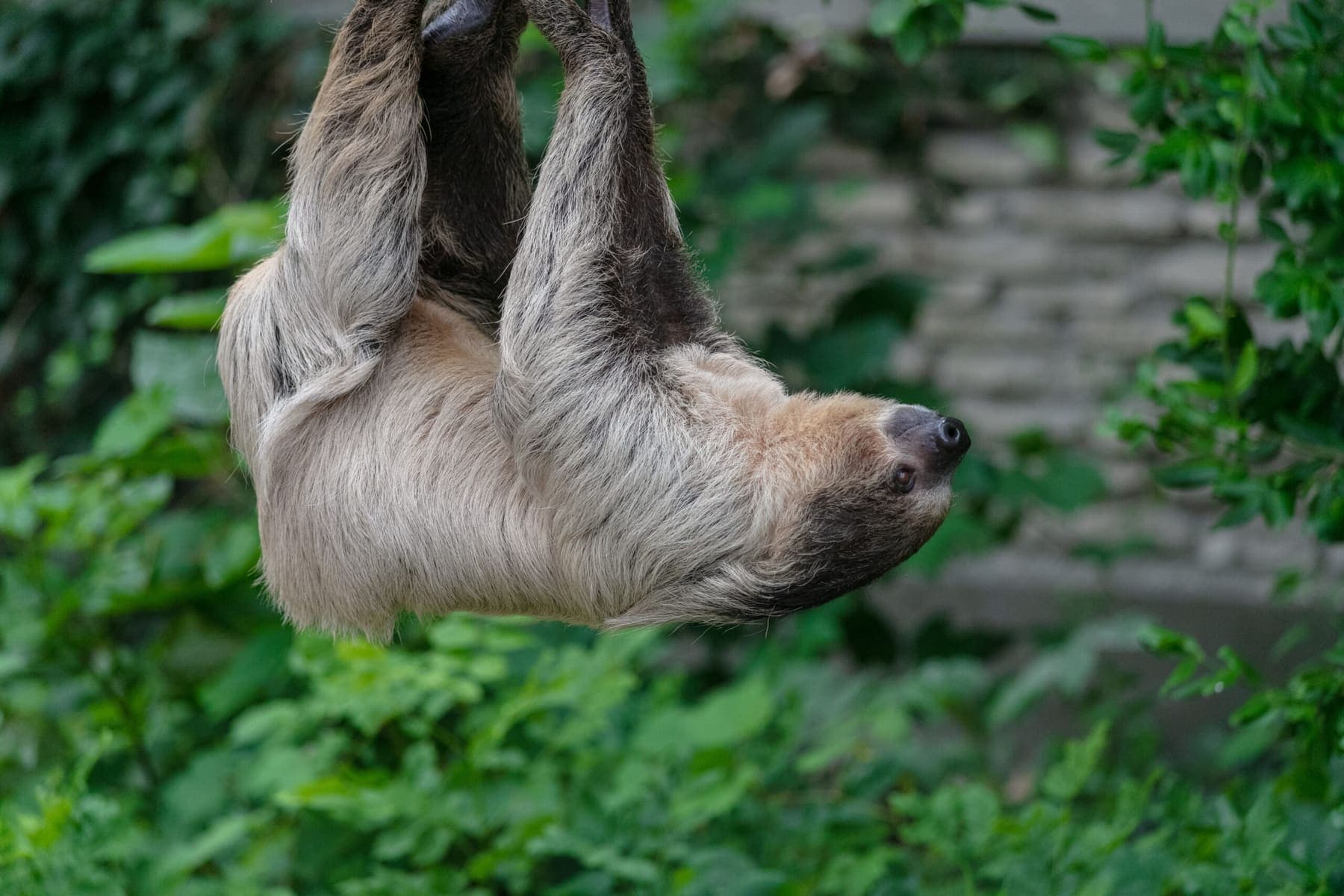 A two-toed sloth hanging upside down among green leaves